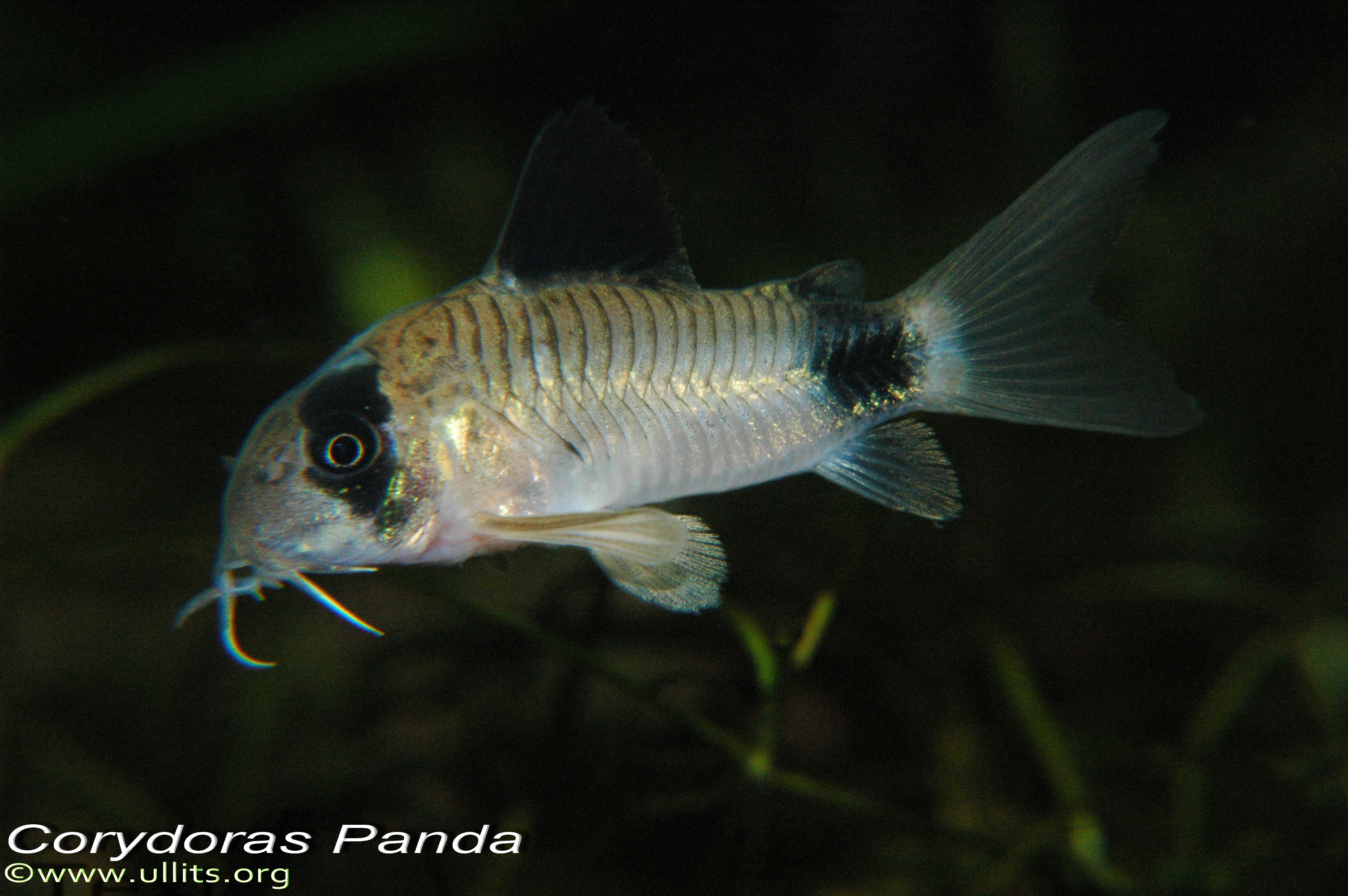 Corydoras panda