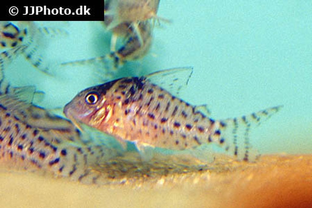 Corydoras agassizii