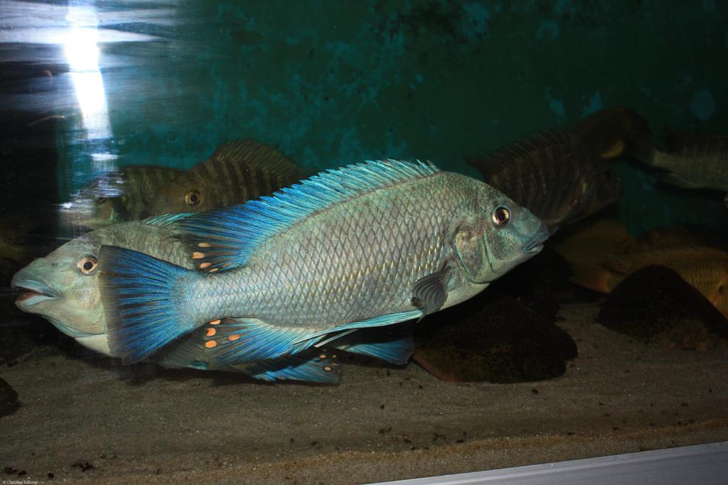 Petrochromis heffalumpus