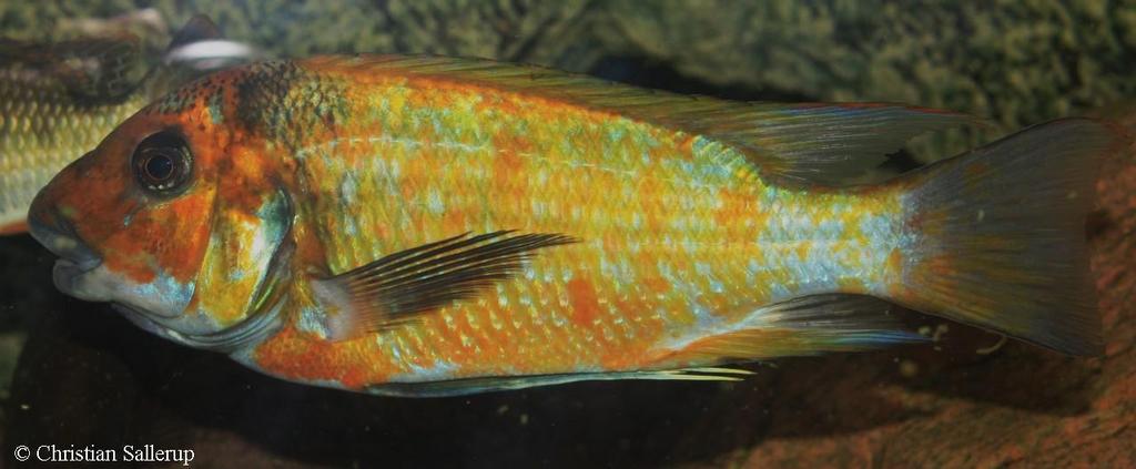 Petrochromis paucispinis