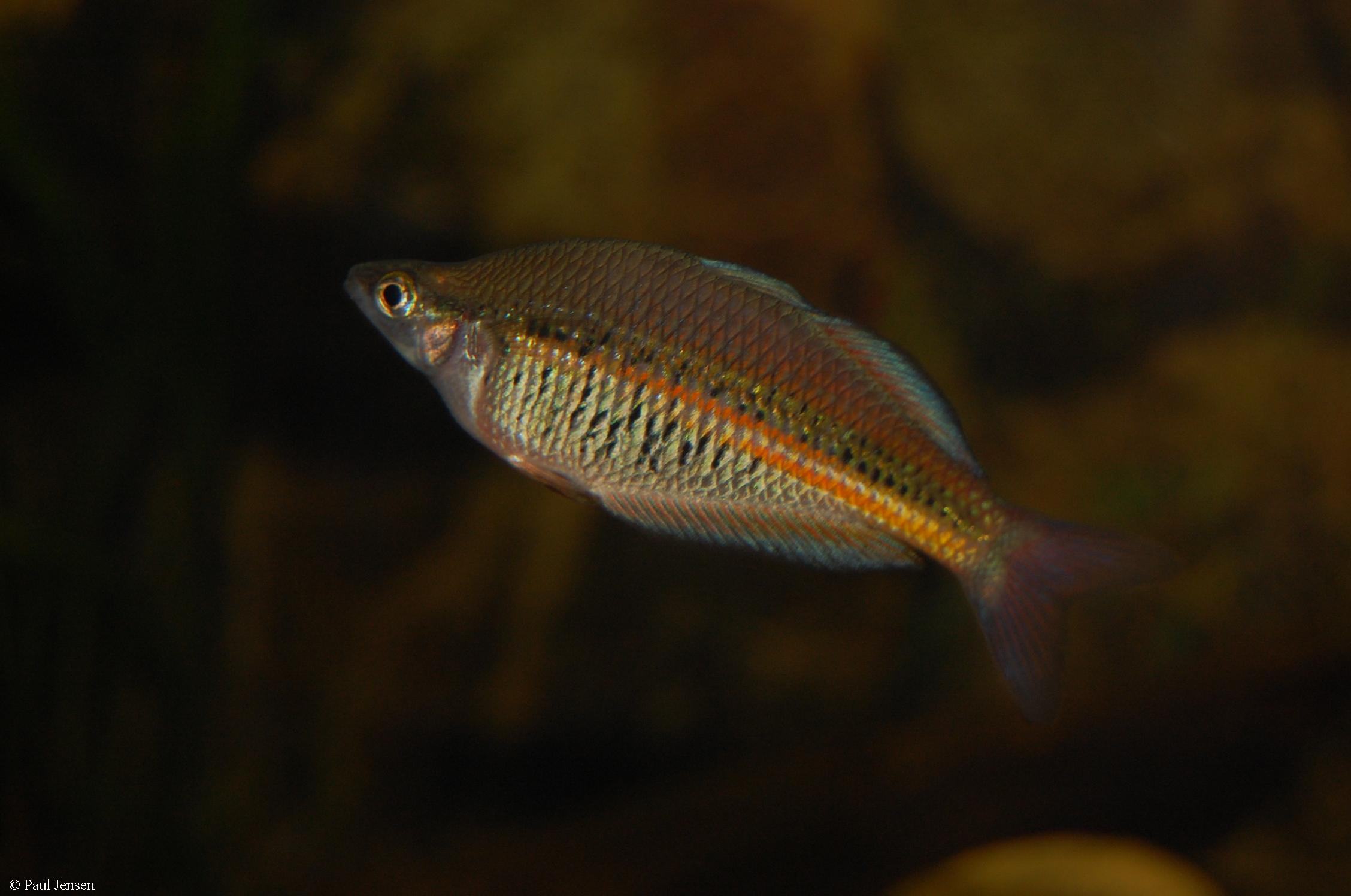 Glossolepis ramuensis
