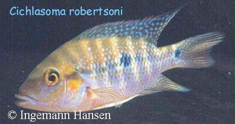 Cribroheros robertsoni