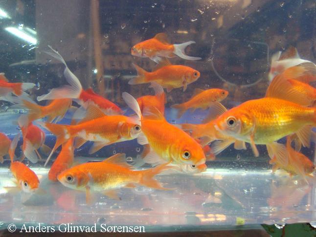 Carassius auratus auratus