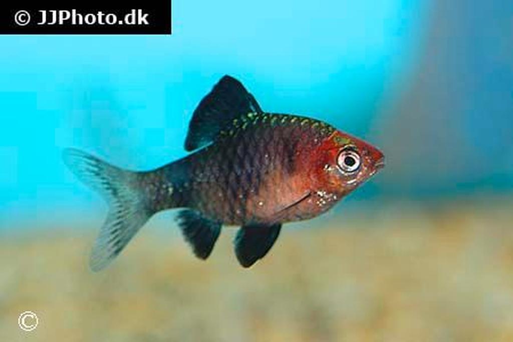 Puntius nigrofasciatus