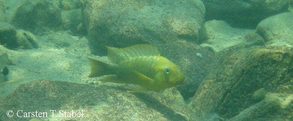 Petrochromis sp. "moshi yellow"