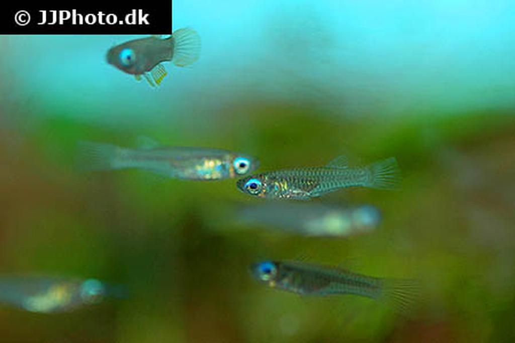 Aplocheilichthys normani