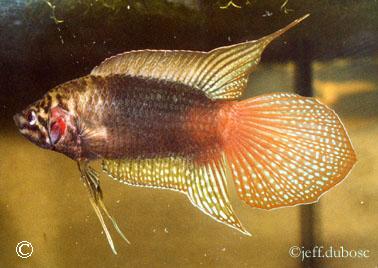 Macropodus ocellatus