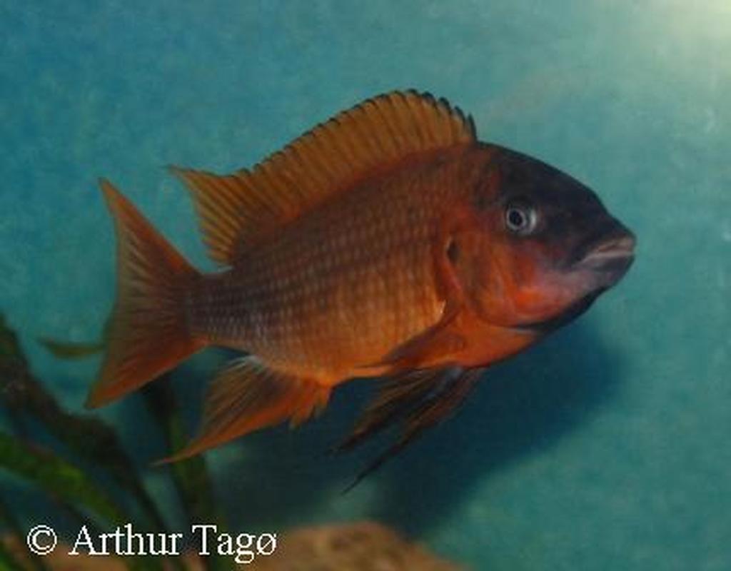 Petrochromis lisachisme