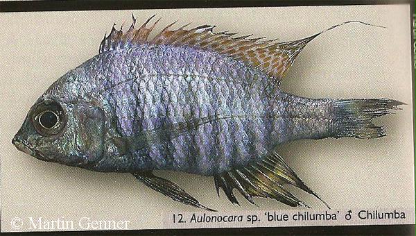 Aulonocara sp "blue chilumba"