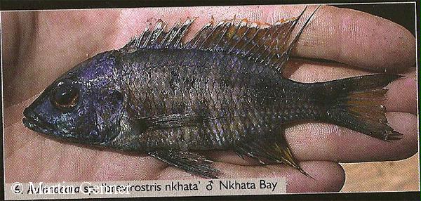 Aulonocara sp "brevirostris nkhata"