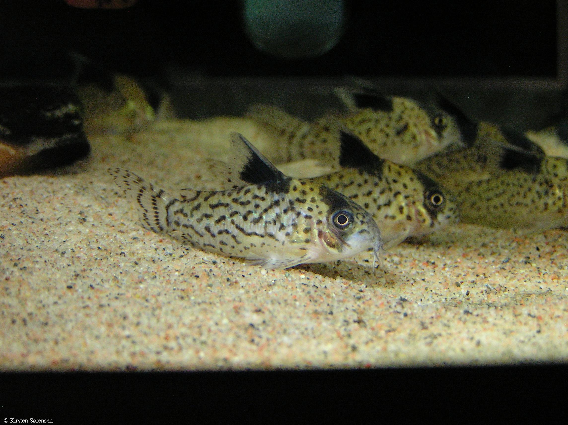 Corydoras leucomelas