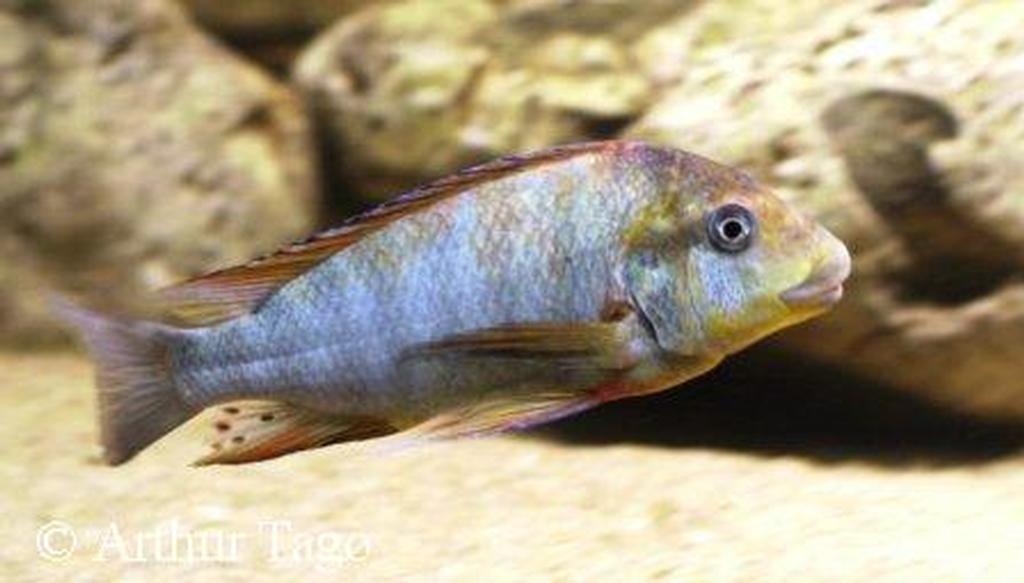 Petrochomris calliris