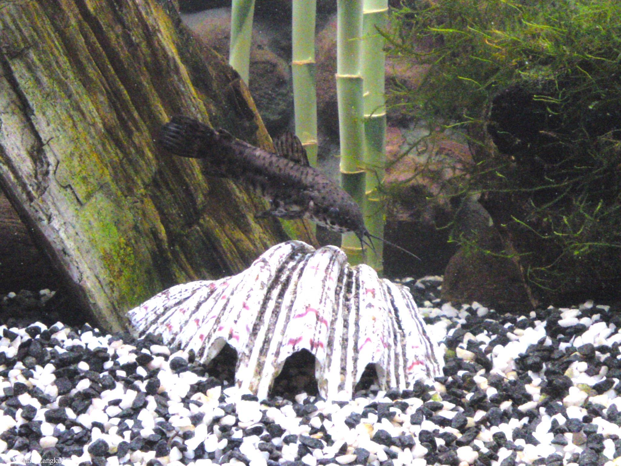 Megalechis thoracata