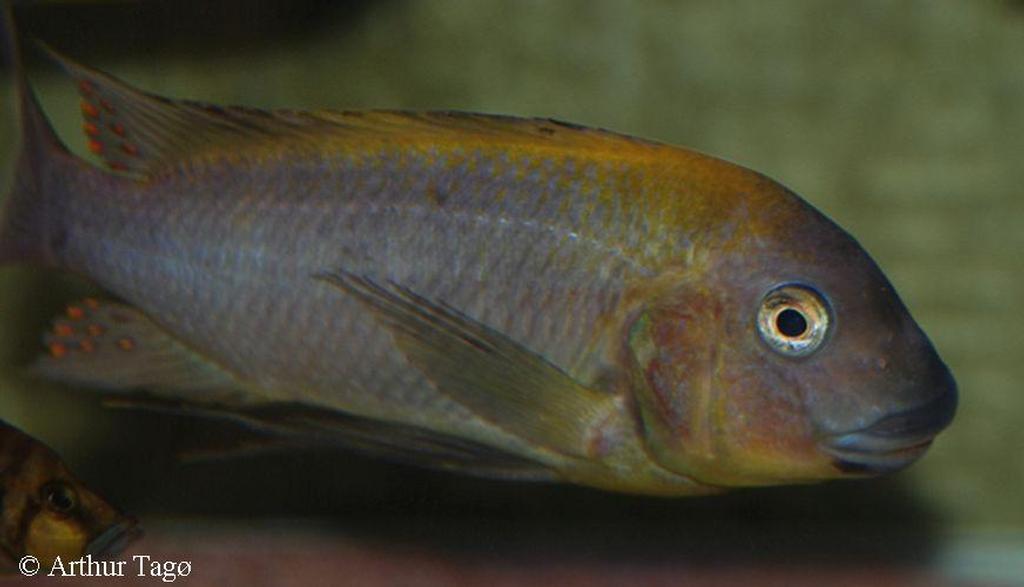 Petrochromis polyodon