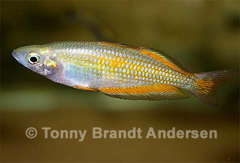 Melanotaenia parkinsoni