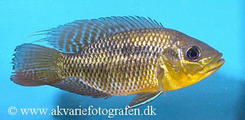 Chaetobranchus flavescens