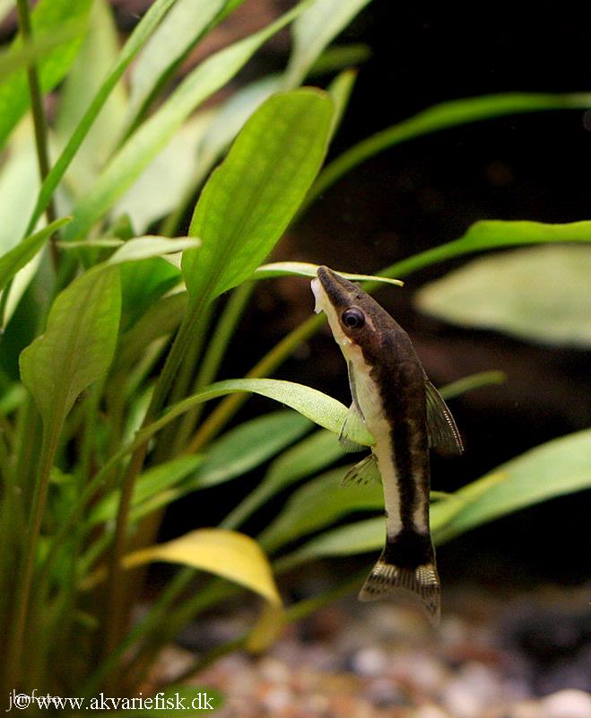 Macrotocinclus affinis