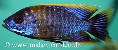 Aulonocara sp. "lwanda"