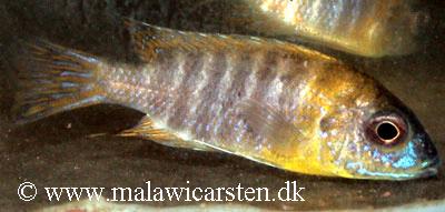 Aulonocara sp. "stuartgranti maleri"