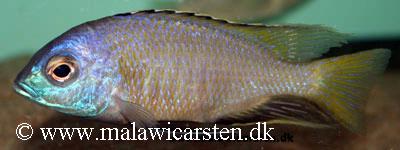 Copadichromis sp. "maisoni"