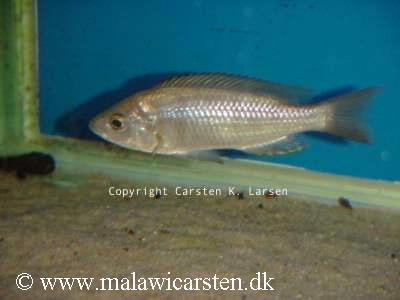 Copadichromis sp. "mloto gold"