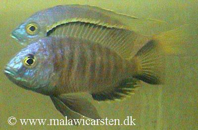 Copadichromis sp. "three spot eastern"