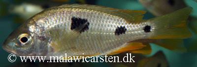 Copadichromis sp. "yellow jumbo"