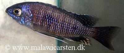 Copadichromis trimaculatus