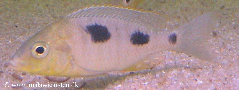 Ctenopharynx nitidus