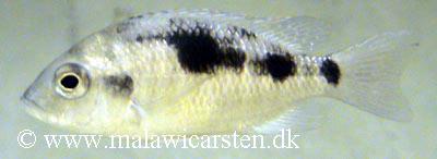 Ctenopharynx sp. "pictus maleri"