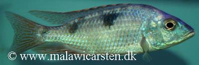 Hemitilapia oxyrhynchus