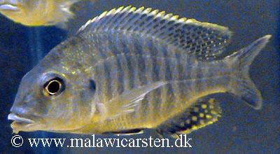 Lethrinops macrochir