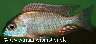 Lethrinops sp. "rainbow tanzania"