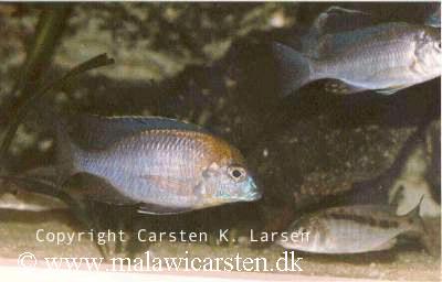 Lethrinops sp. "nyassae"