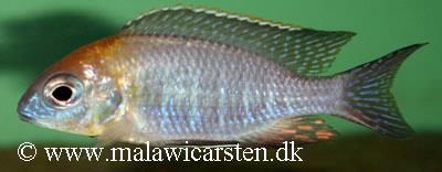 Lethrinops sp. "yellow collar"