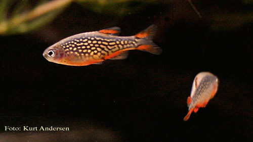 Danio margaritatus (Roberts, 2007)