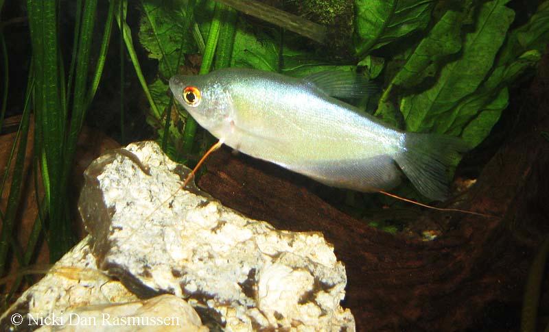 Trichogaster microlepis