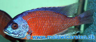 Copadichromis borleyi