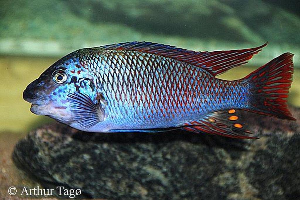 Petrochromis sp. "texas red"