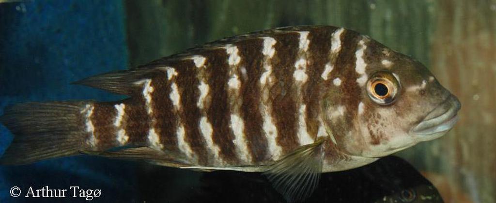 Petrochromis sp. "kipili brown"