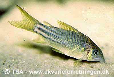 Corydoras sp. C123