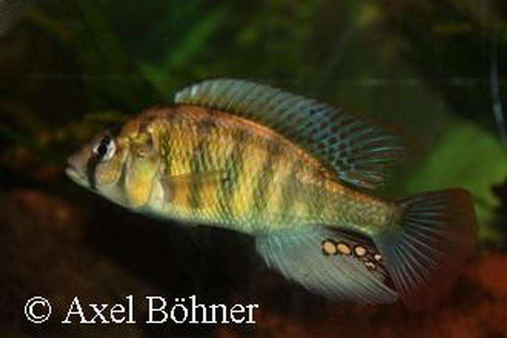 Labrochromis ishmaeli