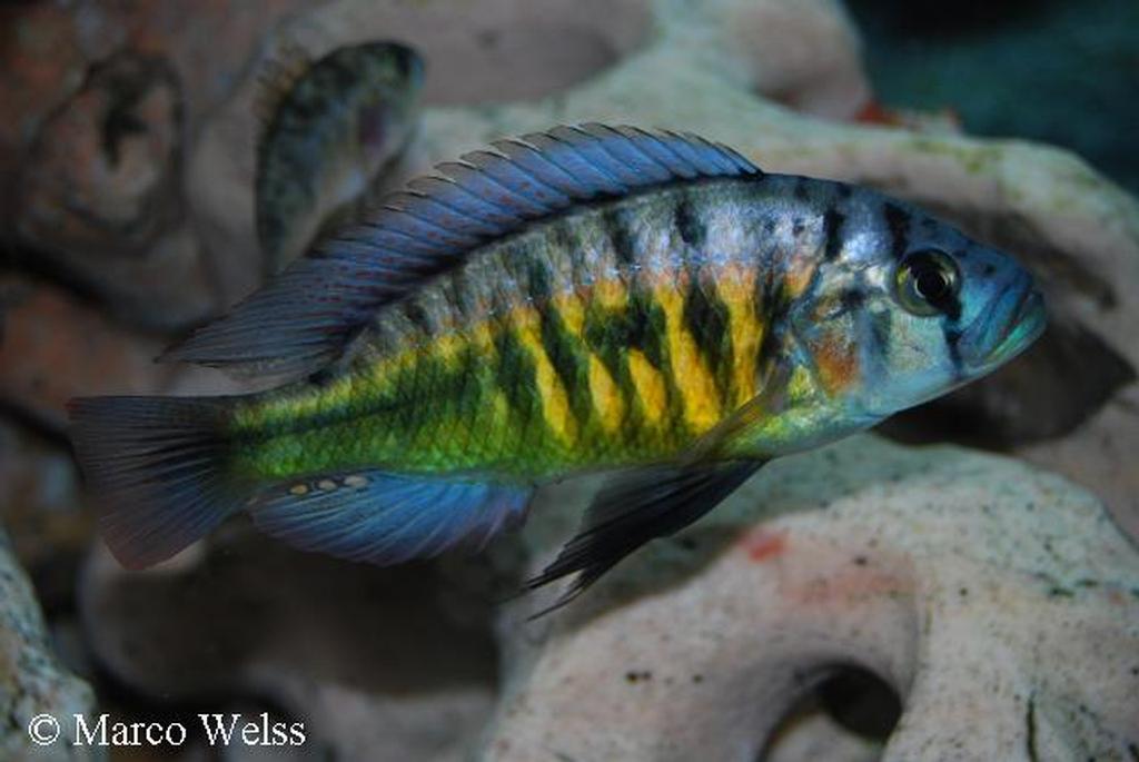 Lipochromis cf. melanopterus