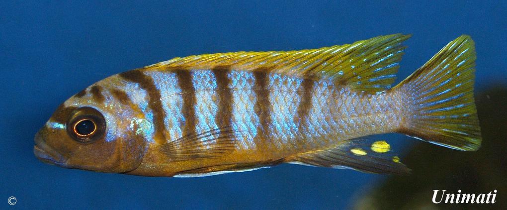 Maylandia sp. "zebra long pelvic"