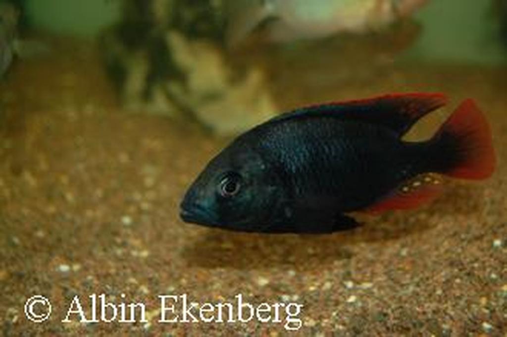 Lithochromis rubripinnis