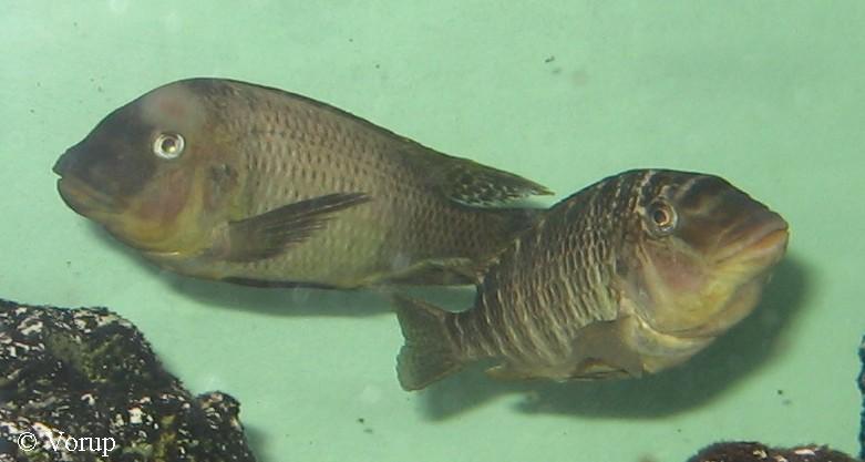 Petrochromis sp. "texas gold"