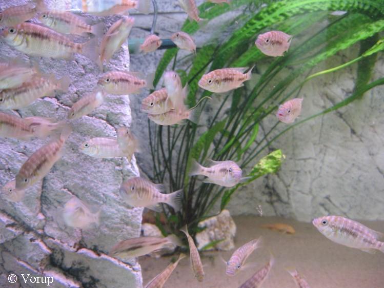 Petrochromis sp. "orthognathus tricolor"