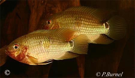 Aequidens tetramerus