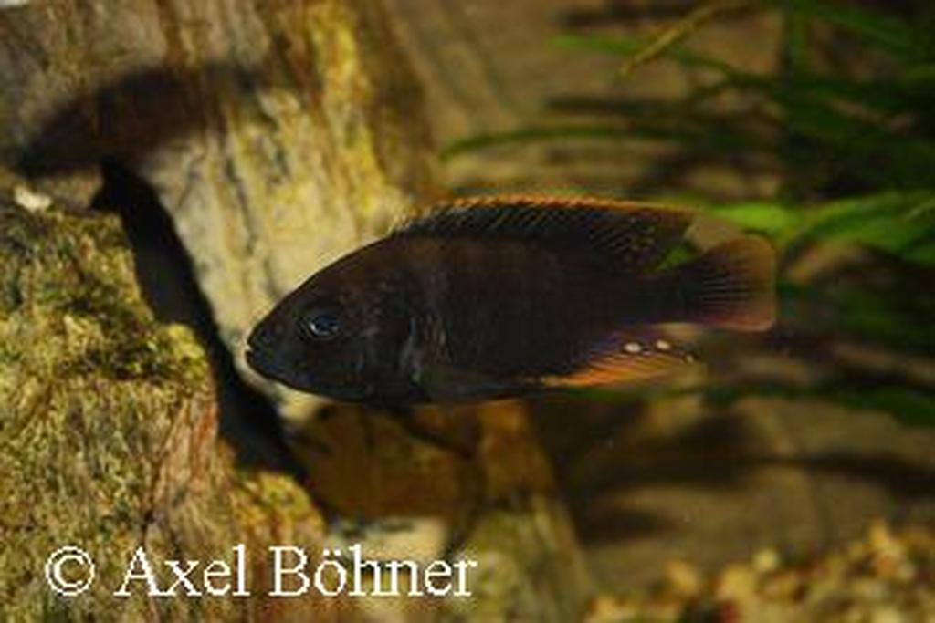 Lithochromis xanthopteryx