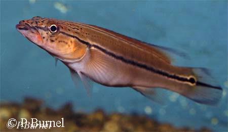 Crenicichla sp. "xingu I"